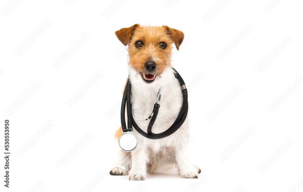 dog and stethoscope veterinarian