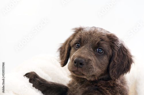 Fototapeta Naklejka Na Ścianę i Meble -  Cute puppy on white background. Hovawars breed. cute young puppy. purebred puppies. Funny head shot of cute dark puppy. Looking curious towards camera. banner