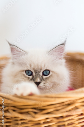 Neva Masquerade Kitten schaut einem Korb © Heidi Bollich