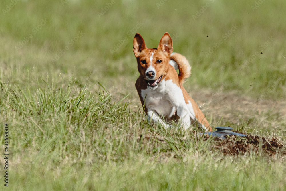 Basenji dog running fast and chasing lure across green field at dog racing competion Basenji dog running fast and chasing lure across green field at dog racing competion