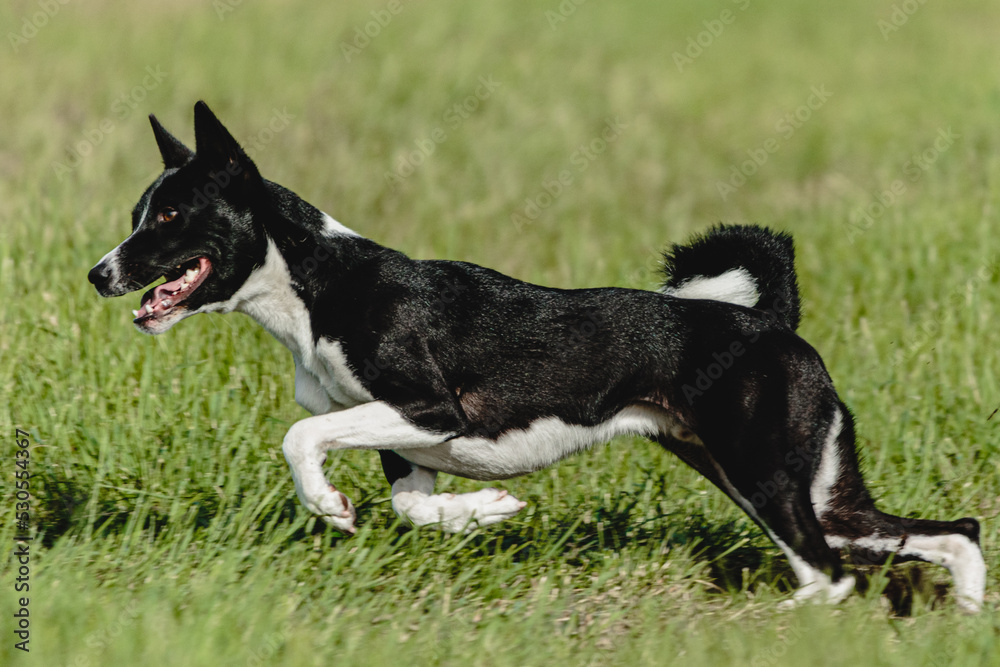 Basenji dog running fast and chasing lure across green field at dog racing competion