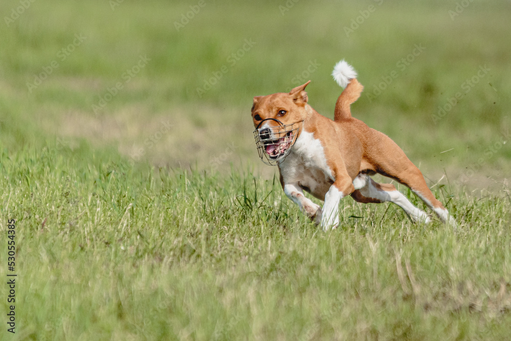 Basenji dog running fast and chasing lure across green field at dog racing competion Basenji dog running fast and chasing lure across green field at dog racing competion