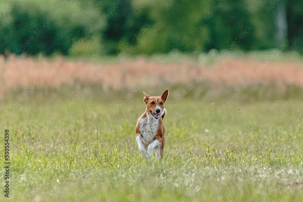 Basenji dog lifted off the ground during the dog racing competition running straight into camera Basenji dog lifted off the ground during the dog racing competition running straight into camera