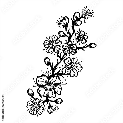 Peach blossom, branch, hand drawn, vector, isolated on white background