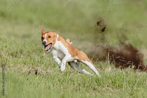 Basenji dog running fast and chasing lure across green field at dog racing competion