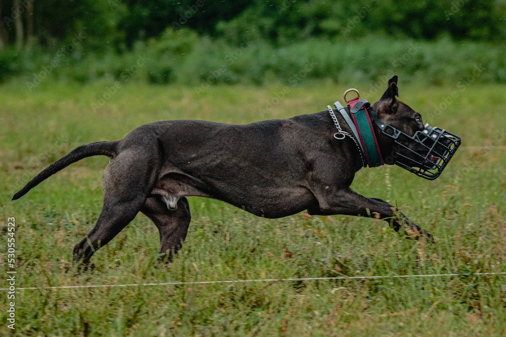 Pit Bull Terrier running fast and chasing lure across green field at dog racing competion Pit Bull Terrier running fast and chasing lure across green field at dog racing competion