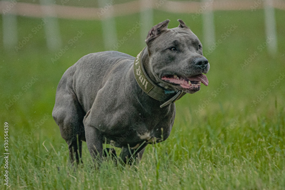 Pit Bull Terrier running fast and chasing lure across green field at dog racing competion
