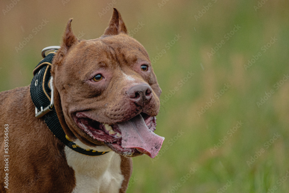 Head of Pit Bull Terrier in the field at coursing and racing competition