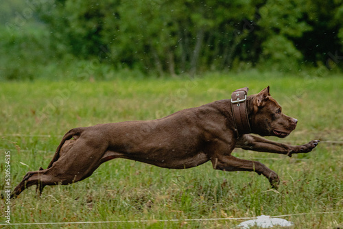 Pit Bull Terrier lifted off the ground during the dog racing competition running straight into camera
