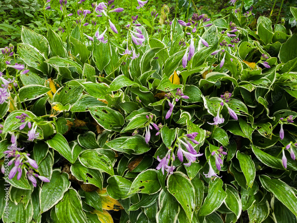 Green plant (Hosta) eaten by insects. Selective focus. Green plant (Hosta) eaten by insects. Selective focus.