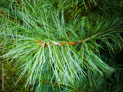 Korean pine branches at sunlight. Selective focus. Shallow depth of field.