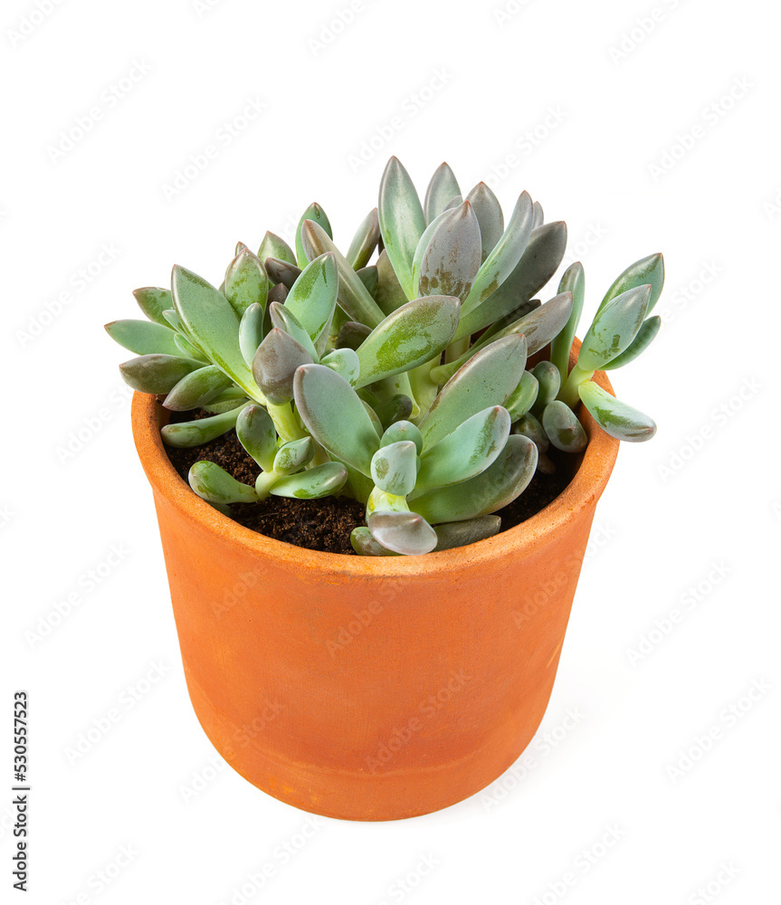 Echeveria haagai tolimanensis in a pot isolated on white background. Succulent plants. Echeveria haagai tolimanensis in a pot isolated on white background. Succulent plants.