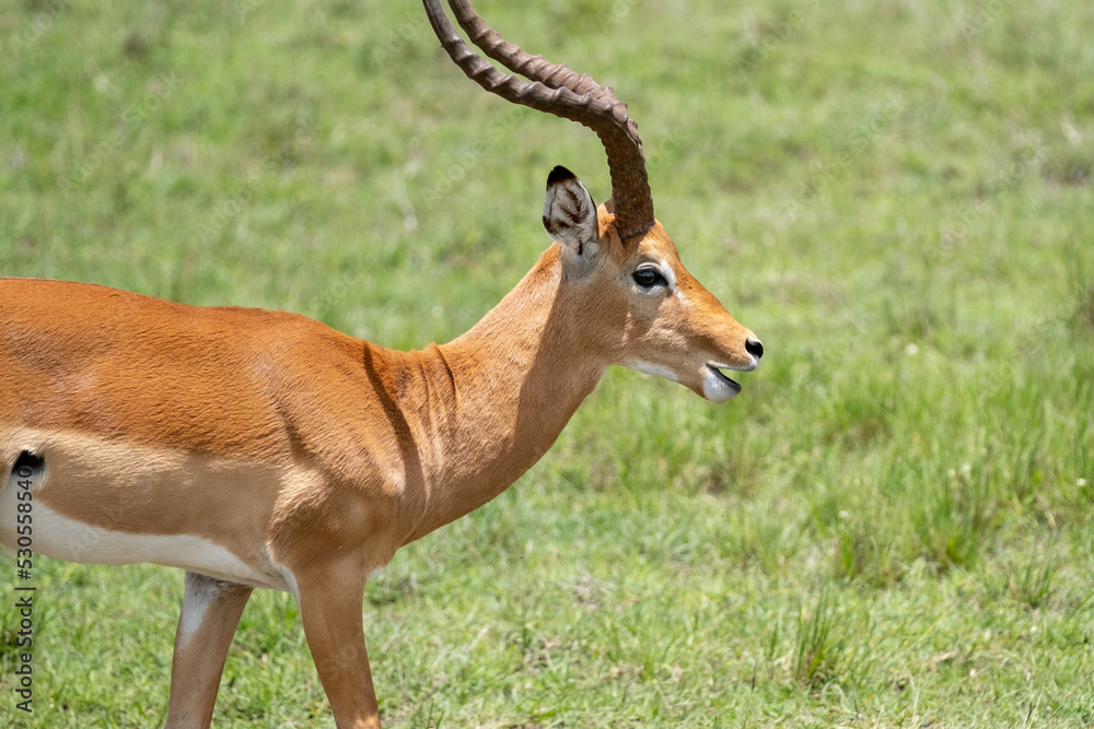 KENYA - HUMAN INTEREST - NAIBOSHO CONSERVATORY PARK