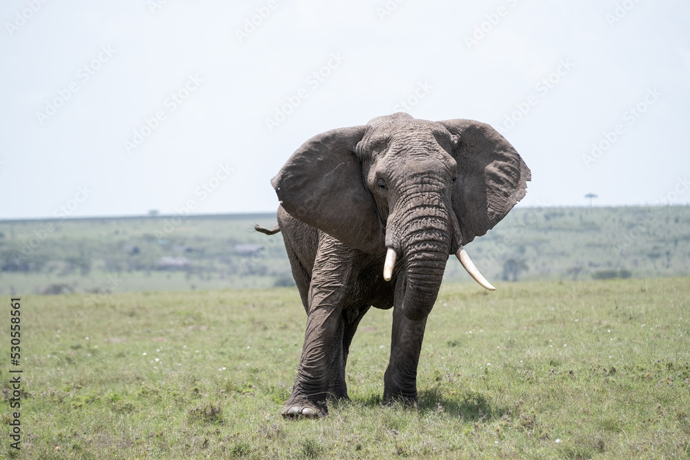 Fototapeta premium KENYA - HUMAN INTEREST - NAIBOSHO CONSERVATORY PARK