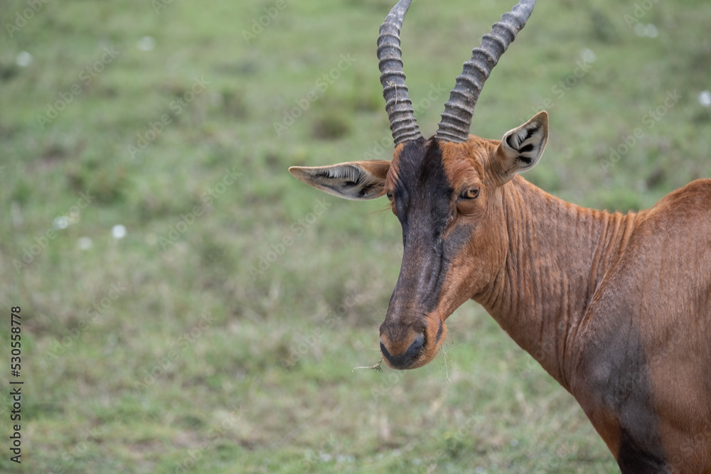 KENYA - HUMAN INTEREST - NAIBOSHO CONSERVATORY PARK