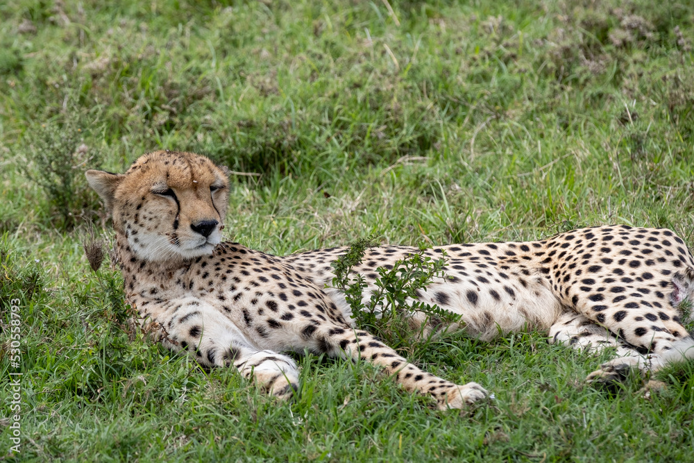 KENYA - HUMAN INTEREST - NAIBOSHO CONSERVATORY PARK KENYA - HUMAN INTEREST - NAIBOSHO CONSERVATORY PARK