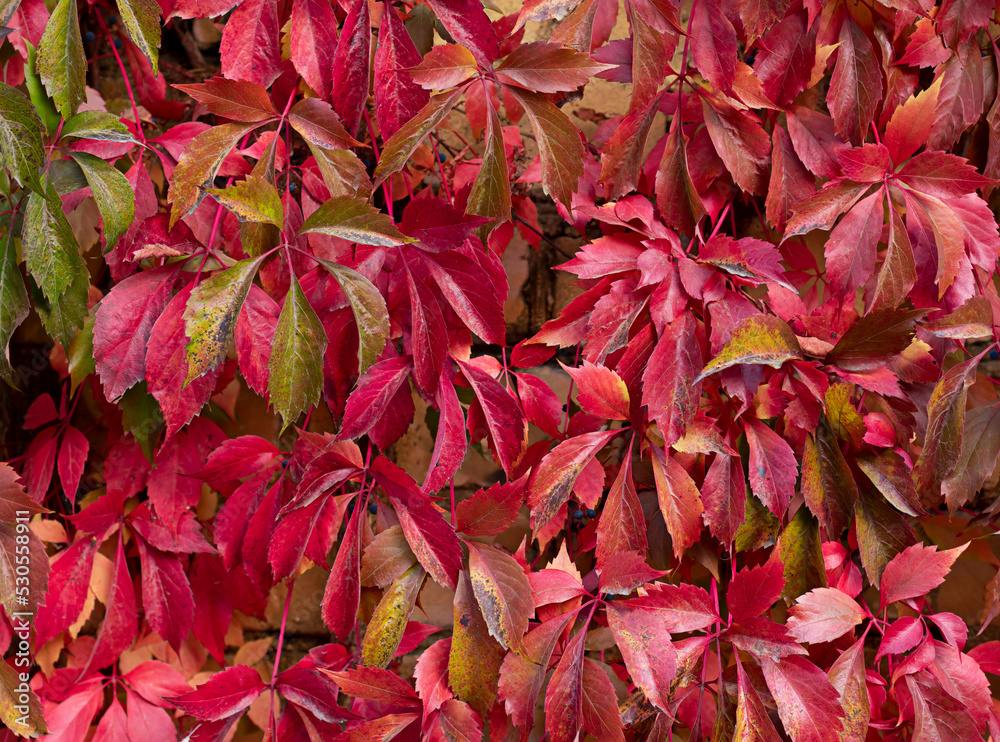 Colorful autumn ivy leaves wall in the park. Nature abstract concept background	