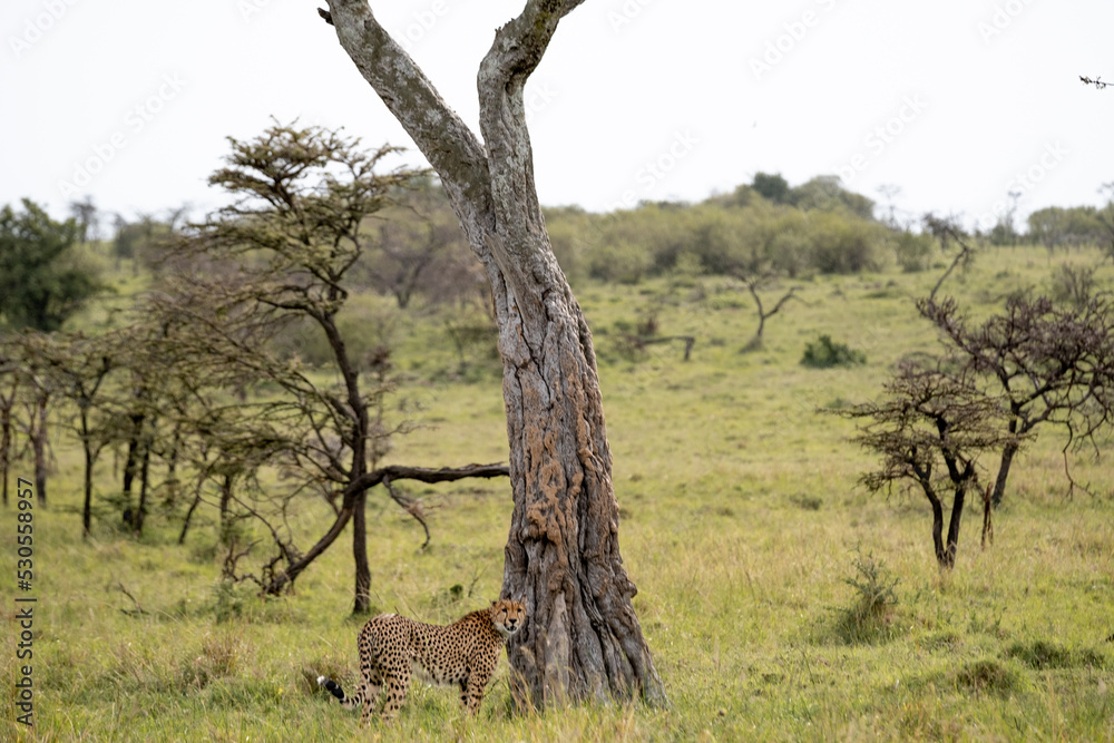 KENYA - HUMAN INTEREST - NAIBOSHO CONSERVATORY PARK KENYA - HUMAN INTEREST - NAIBOSHO CONSERVATORY PARK
