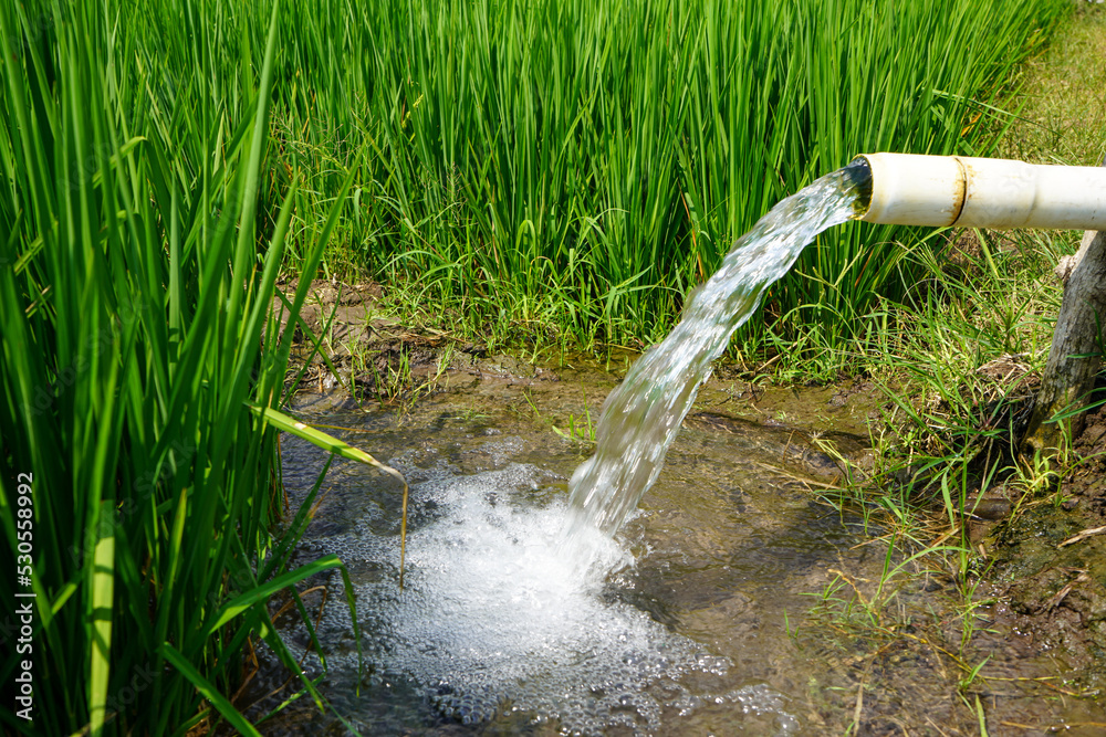 Irrigation of rice fields using pump wells with the technique of