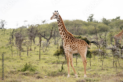 KENYA - HUMAN INTEREST - NAIBOSHO CONSERVATORY PARK