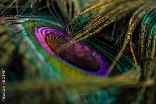 peacock feather detail, Beautiful and colourful peacock bird feather closeup abstract pattern texture natural background image, Beautiful color contrast concept.