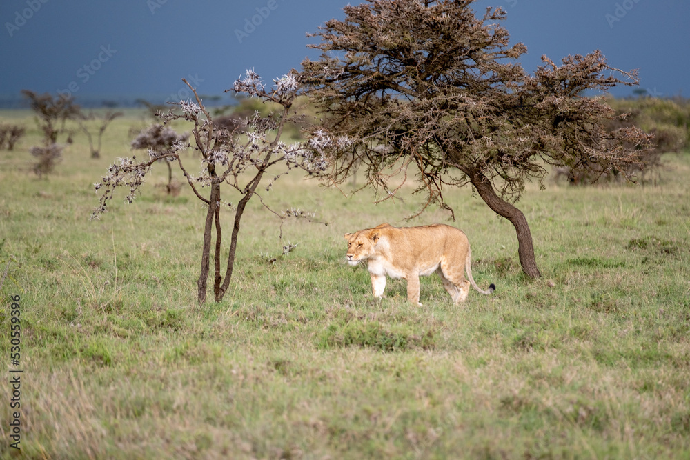 KENYA - HUMAN INTEREST - NAIBOSHO CONSERVATORY PARK