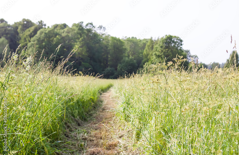 Footpath on summer field.