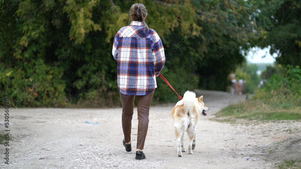 Back view of a woman with an akita inu dog on an evening walk on a country road. The hostess keeps her beloved dog on a leash and enjoys a walk