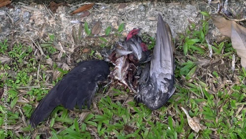 Flies on a decomposing dead bird , street side. Morbid concept photo