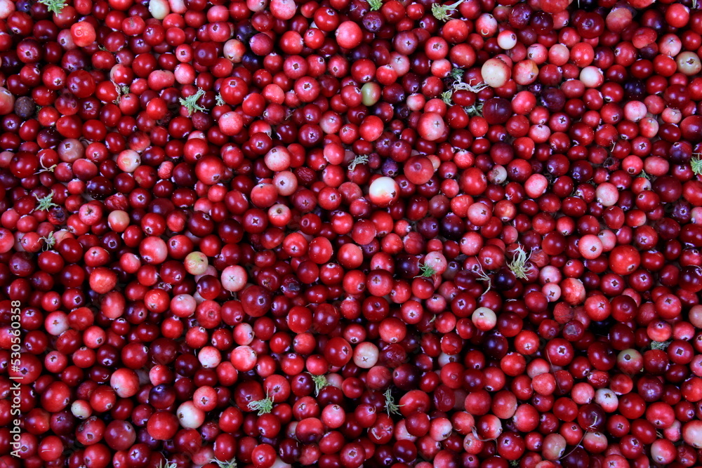 Natural cranberry background with green moss, Red berry background Natural cranberry background with green moss, Red berry background