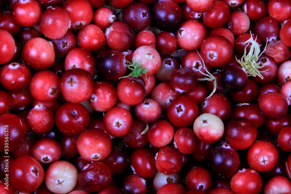 Natural cranberry background with green moss, Red berry background