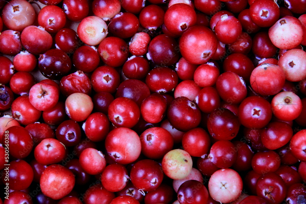 Natural cranberry background with green moss, Red berry background Natural cranberry background with green moss, Red berry background