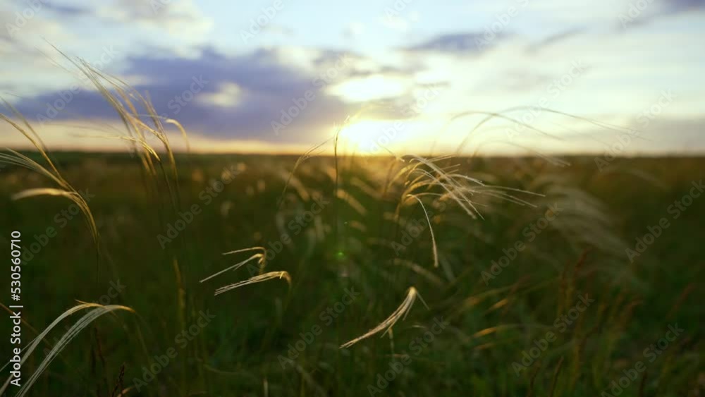 Close-up wheat spikelets on field on beautiful nature sunset andscape on sun rays . Grown rich harvest . Areas of agricultural plant production. Healthy food. Summer season and warm weather on rural. Close-up wheat spikelets on field on beautiful nature sunset andscape on sun rays . Grown rich harvest . Areas of agricultural plant production. Healthy food. Summer season and warm weather on rural.