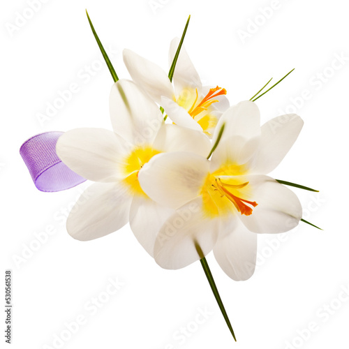 Fototapeta Naklejka Na Ścianę i Meble -  Crocus flowers on a white background