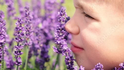 Close up cute child boy niffing lavander flower on blooming lavender field. Kid exploring aroma herbs in botanical garden. photo