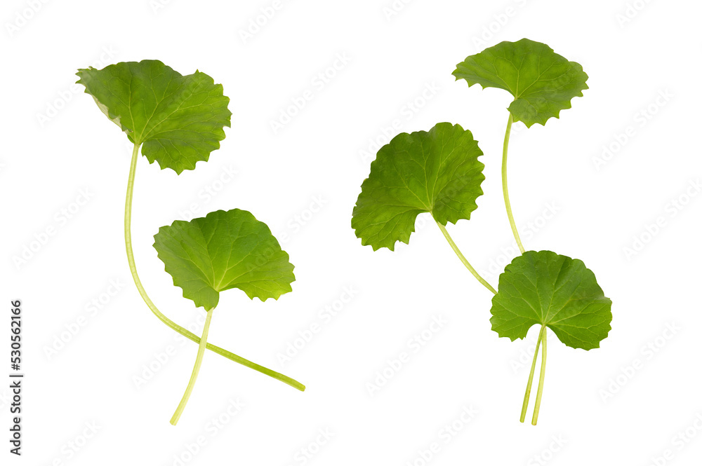 Gotu kola or centella asiatica green leaves isolated on white background. Gotu kola or centella asiatica green leaves isolated on white background.