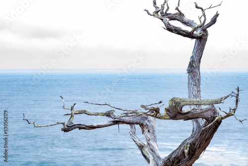 Dry Monterey cypress against the background of the blue sea. California. photo