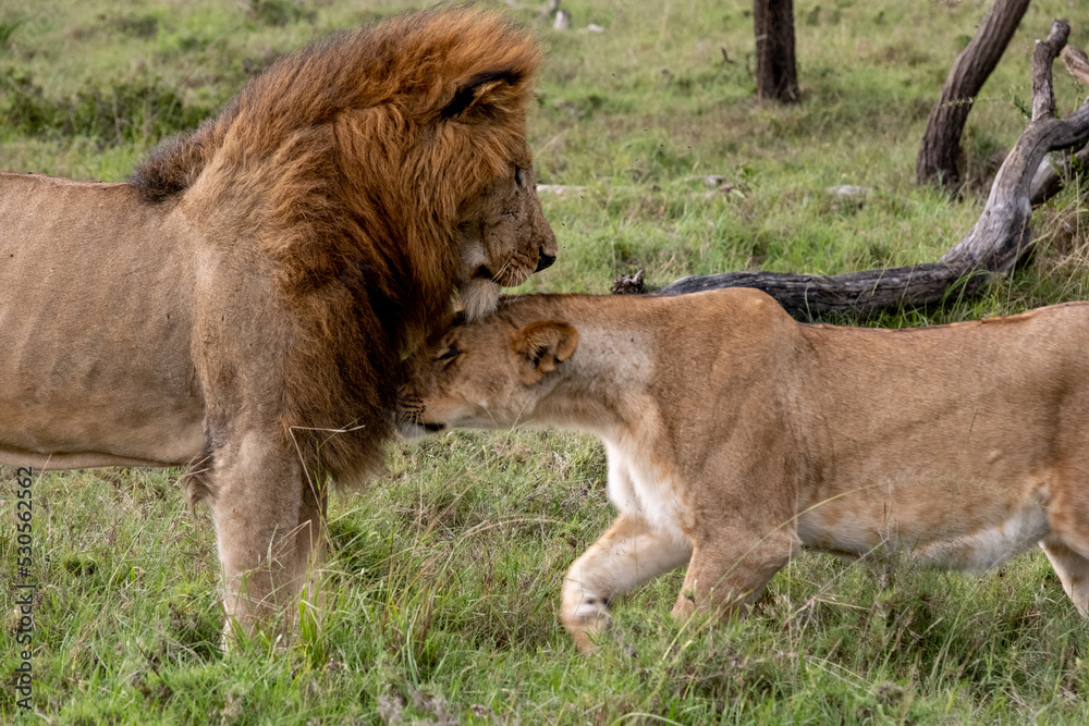 KENYA - HUMAN INTEREST - NAIBOSHO CONSERVATORY PARK