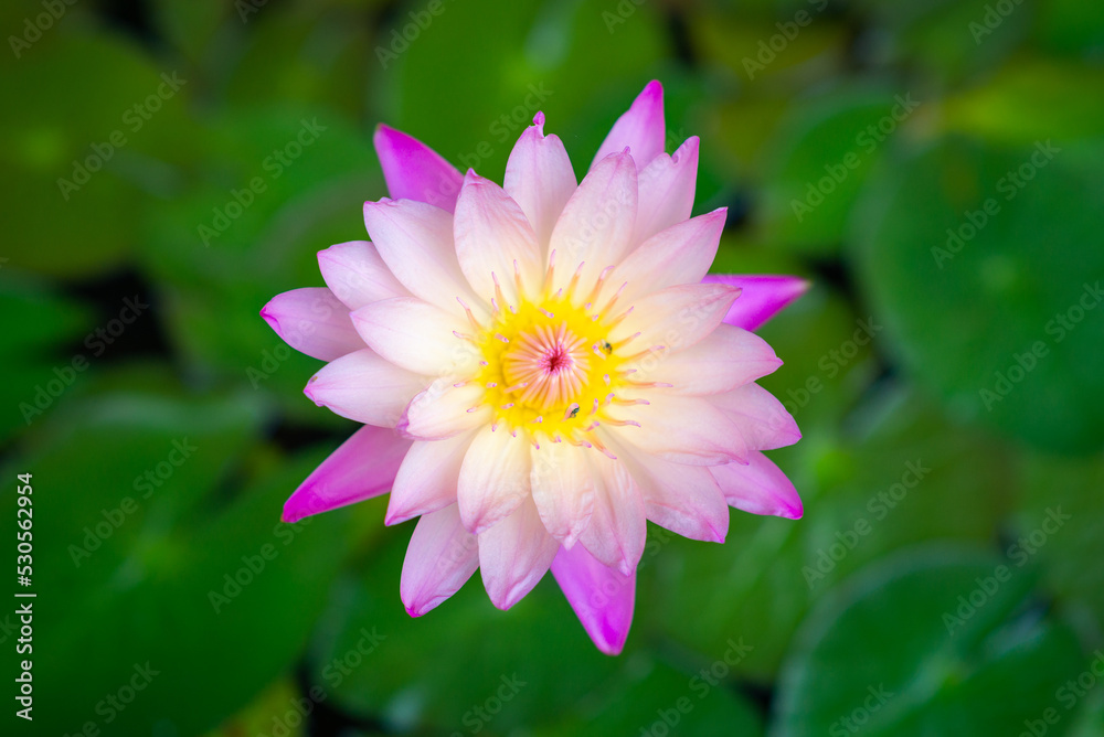 white-pink lotus with yellow stamens and the lotus leaf blurs in the background. white-pink lotus with yellow stamens and the lotus leaf blurs in the background.