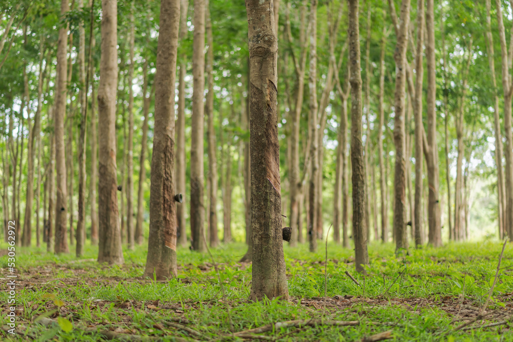 Rubber trees in rubber plantations of farmers in Thailand, Southeast Asia. Rubber trees in rubber plantations of farmers in Thailand, Southeast Asia.
