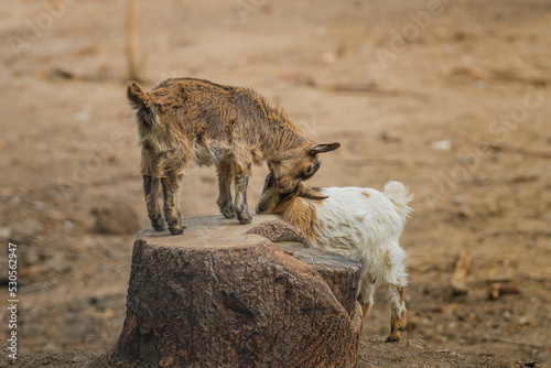 Playing little goats in the city zoo.