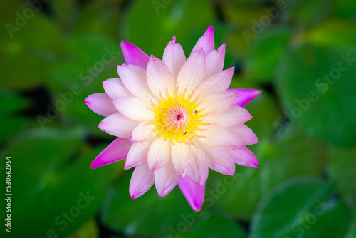 white-pink lotus with yellow stamens and the lotus leaf blurs in the background.