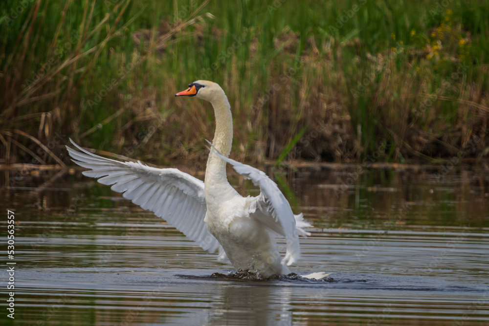 Swans are birds of the family Anatidae within the genus Cygnus. Swans are birds of the family Anatidae within the genus Cygnus.