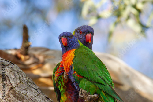 A pair of Australian Rainbow Lorikeets perched on a gumtree 