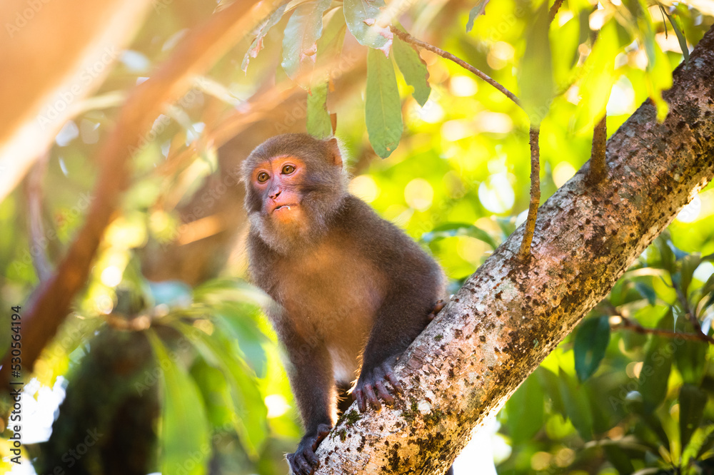 A Taiwanese macaque sits on a tree trunk. Sunlight hits its body. The monkey face expression is very cute. Taiwan A Taiwanese macaque sits on a tree trunk. Sunlight hits its body. The monkey face expression is very cute. Taiwan