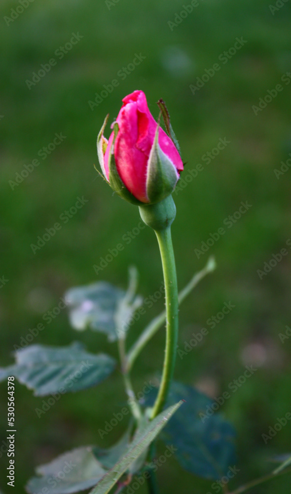 Fresh pink rose shot isolated in garden. Freshness of small pink rose.