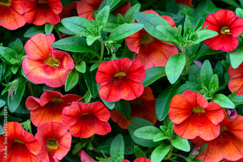 Flower pot with red petunia flowers in the garden.