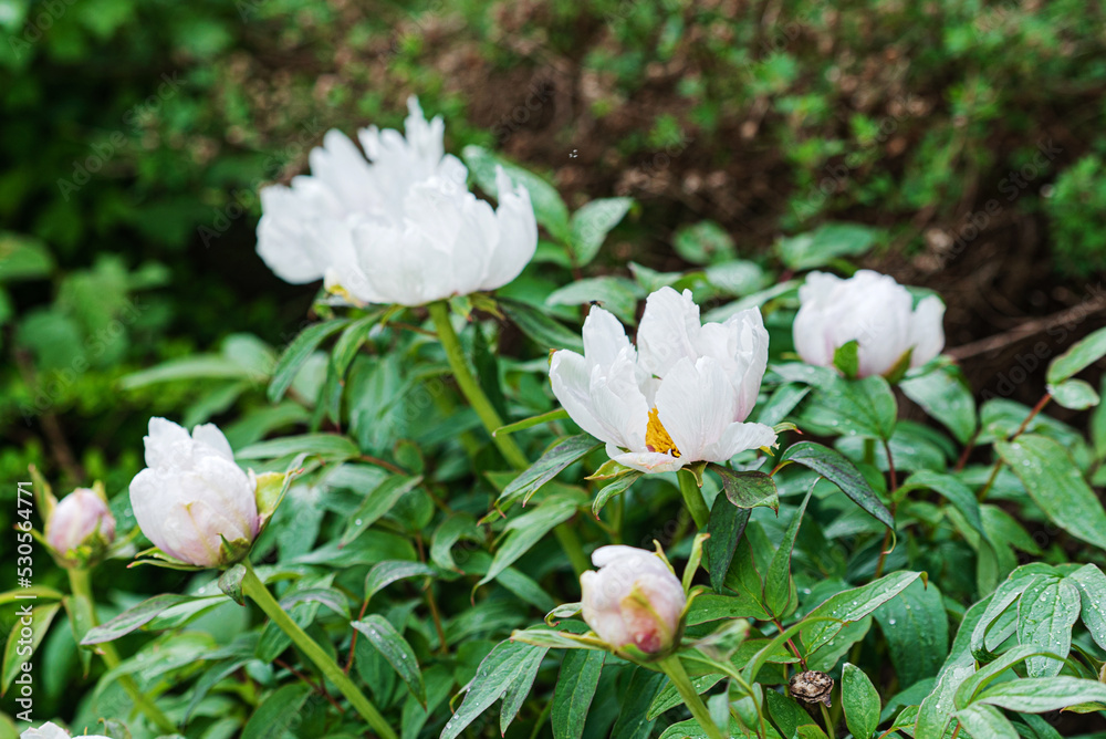 white peony in the garden white peony in the garden