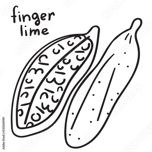 Finger lime. Outline simple vector illustration on white background.