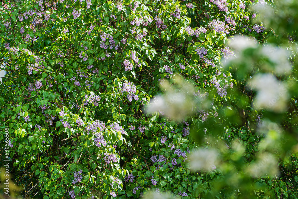 Fototapeta premium white lilac in the spring garden